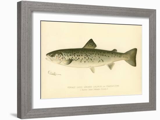 Female Land Locked Salmon-null-Framed Giclee Print