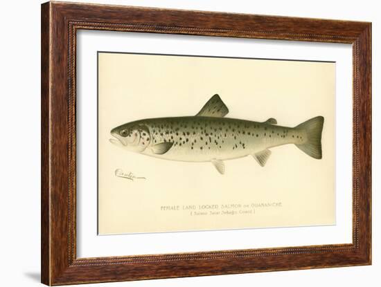 Female Land Locked Salmon--Framed Giclee Print