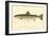 Female Land Locked Salmon-null-Framed Giclee Print