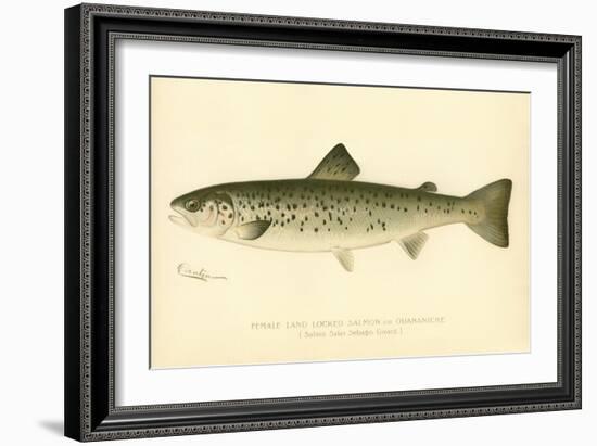 Female Land Locked Salmon-null-Framed Giclee Print