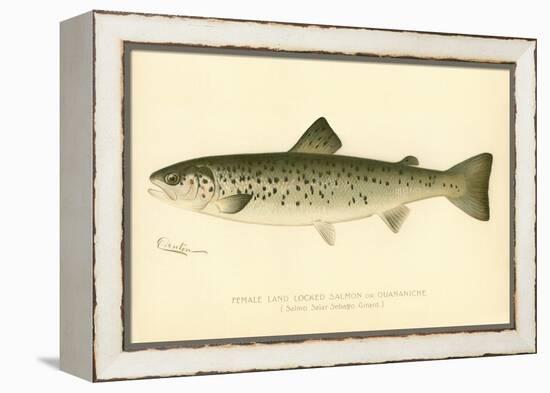 Female Land Locked Salmon-null-Framed Premier Image Canvas