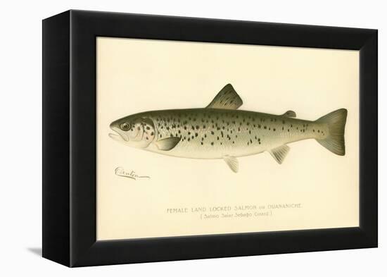 Female Land Locked Salmon-null-Framed Premier Image Canvas