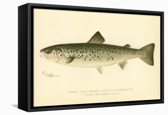 Female Land Locked Salmon-null-Framed Premier Image Canvas