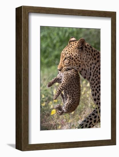 Female Leopard carrying cub, Kgalagadi Transfrontier Park-Ann & Steve Toon-Framed Photographic Print