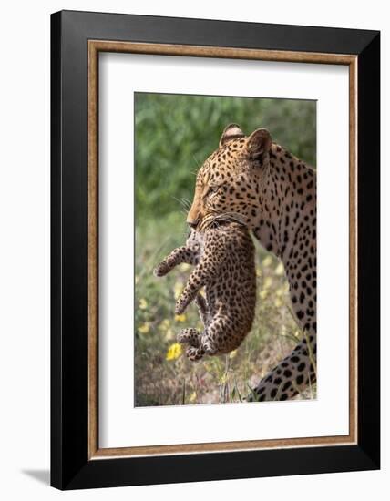 Female Leopard carrying cub, Kgalagadi Transfrontier Park-Ann & Steve Toon-Framed Photographic Print