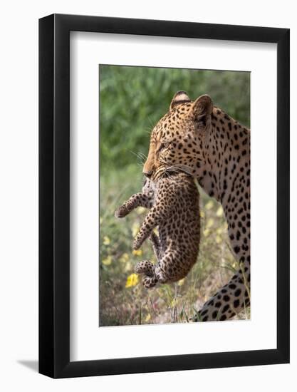 Female Leopard carrying cub, Kgalagadi Transfrontier Park-Ann & Steve Toon-Framed Photographic Print