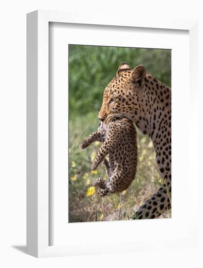 Female Leopard carrying cub, Kgalagadi Transfrontier Park-Ann & Steve Toon-Framed Photographic Print