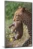 Female Leopard carrying cub, Kgalagadi Transfrontier Park-Ann & Steve Toon-Mounted Photographic Print