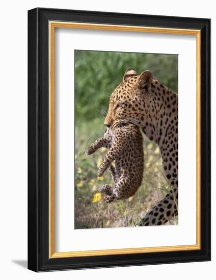 Female Leopard carrying cub, Kgalagadi Transfrontier Park-Ann & Steve Toon-Framed Photographic Print