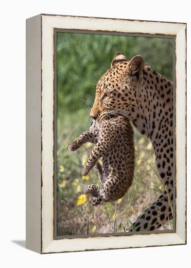Female Leopard carrying cub, Kgalagadi Transfrontier Park-Ann & Steve Toon-Framed Premier Image Canvas