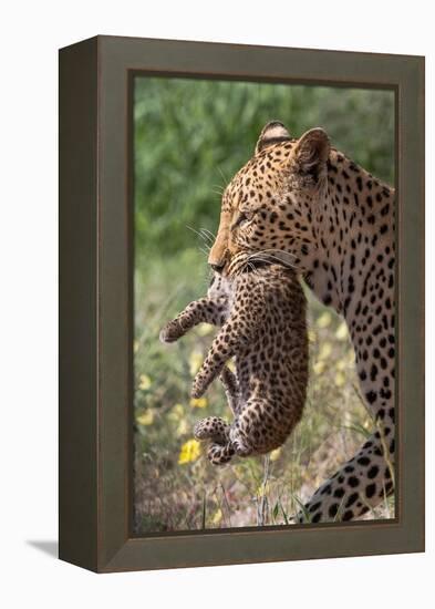 Female Leopard carrying cub, Kgalagadi Transfrontier Park-Ann & Steve Toon-Framed Premier Image Canvas