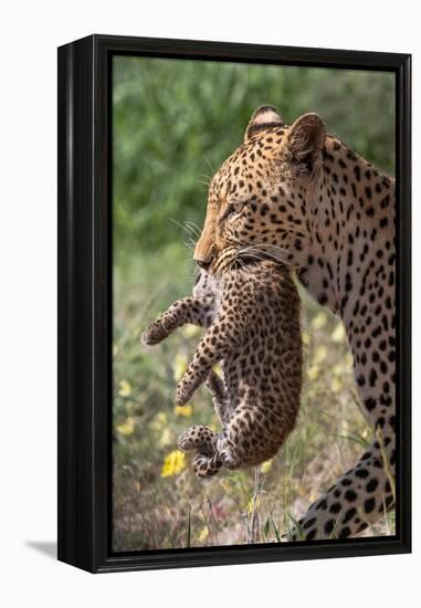 Female Leopard carrying cub, Kgalagadi Transfrontier Park-Ann & Steve Toon-Framed Premier Image Canvas