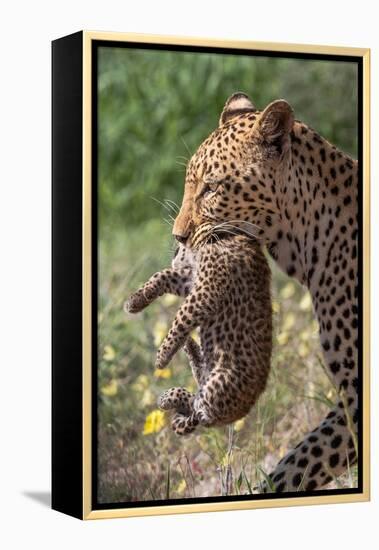 Female Leopard carrying cub, Kgalagadi Transfrontier Park-Ann & Steve Toon-Framed Premier Image Canvas