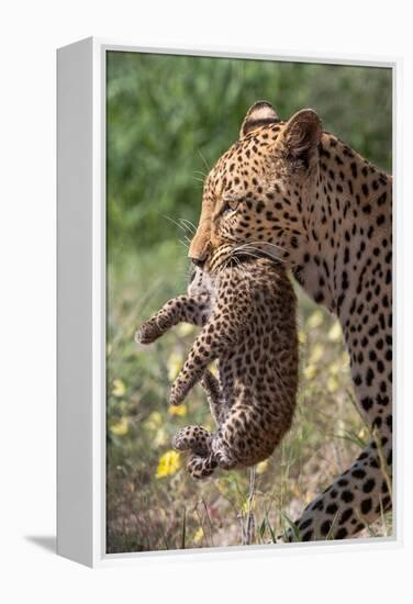 Female Leopard carrying cub, Kgalagadi Transfrontier Park-Ann & Steve Toon-Framed Premier Image Canvas