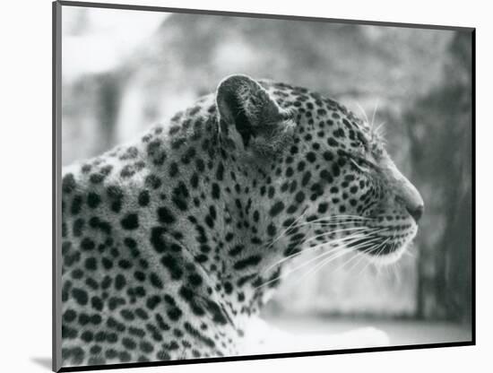 Female Leopard 'Daisy' at London Zoo in August 1925 (B/W Photo)-Frederick William Bond-Mounted Giclee Print