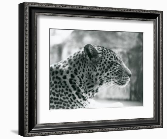 Female Leopard 'Daisy' at London Zoo in August 1925 (B/W Photo)-Frederick William Bond-Framed Giclee Print