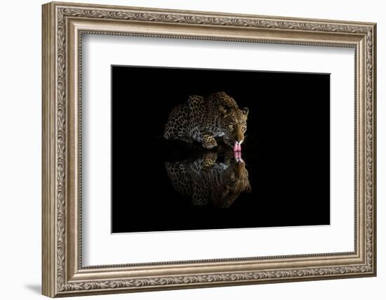 Female leopard drinking at night, KwaZulu-Natal, South Africa-Ann & Steve Toon-Framed Photographic Print