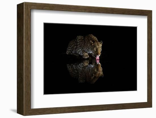 Female leopard drinking at night, KwaZulu-Natal, South Africa-Ann & Steve Toon-Framed Photographic Print