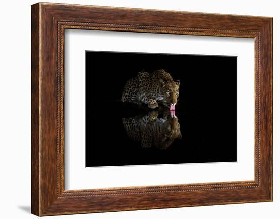 Female leopard drinking at night, KwaZulu-Natal, South Africa-Ann & Steve Toon-Framed Photographic Print