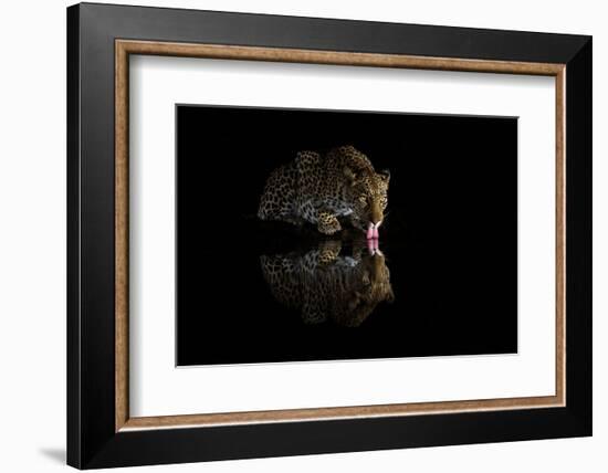 Female leopard drinking at night, KwaZulu-Natal, South Africa-Ann & Steve Toon-Framed Photographic Print