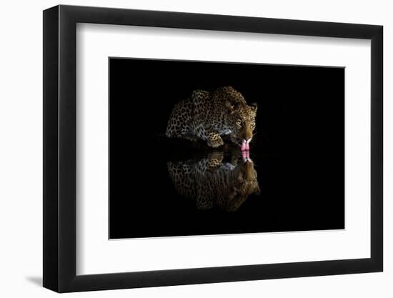 Female leopard drinking at night, KwaZulu-Natal, South Africa-Ann & Steve Toon-Framed Photographic Print