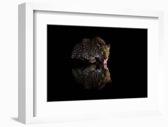 Female leopard drinking at night, KwaZulu-Natal, South Africa-Ann & Steve Toon-Framed Photographic Print