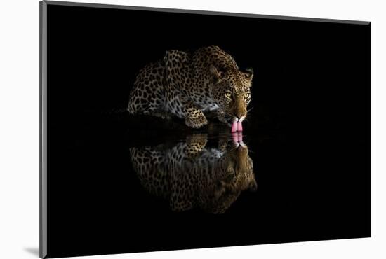 Female leopard drinking at night, KwaZulu-Natal, South Africa-Ann & Steve Toon-Mounted Photographic Print