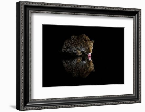 Female leopard drinking at night, KwaZulu-Natal, South Africa-Ann & Steve Toon-Framed Photographic Print