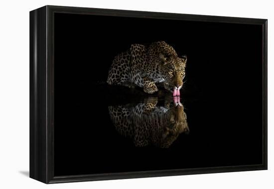 Female leopard drinking at night, KwaZulu-Natal, South Africa-Ann & Steve Toon-Framed Premier Image Canvas