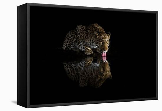 Female leopard drinking at night, KwaZulu-Natal, South Africa-Ann & Steve Toon-Framed Premier Image Canvas