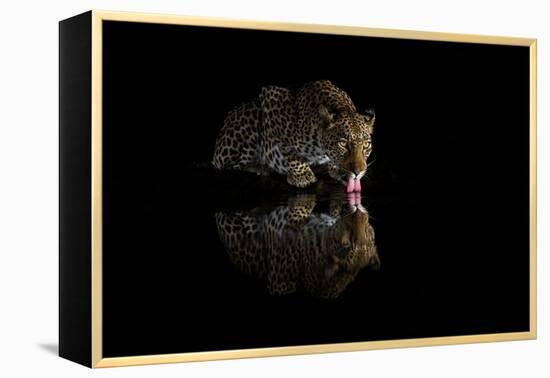 Female leopard drinking at night, KwaZulu-Natal, South Africa-Ann & Steve Toon-Framed Premier Image Canvas