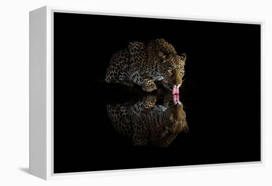 Female leopard drinking at night, KwaZulu-Natal, South Africa-Ann & Steve Toon-Framed Premier Image Canvas