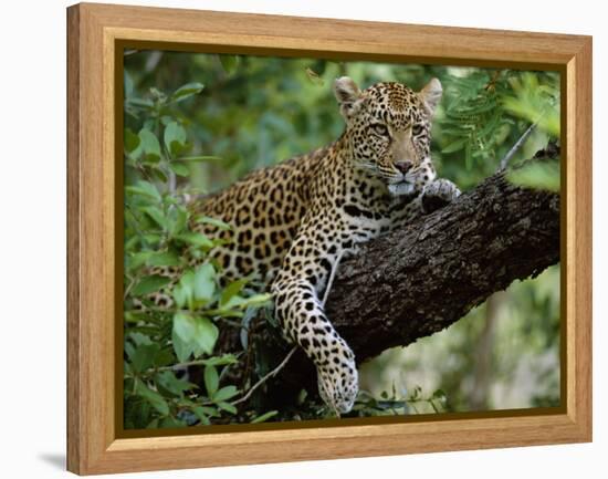 Female Leopard Rests in the Shade, Lying on the Branch of a Tree-John Warburton-lee-Framed Premier Image Canvas