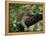 Female Leopard Rests in the Shade, Lying on the Branch of a Tree-John Warburton-lee-Framed Premier Image Canvas