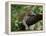 Female Leopard Rests in the Shade, Lying on the Branch of a Tree-John Warburton-lee-Framed Premier Image Canvas