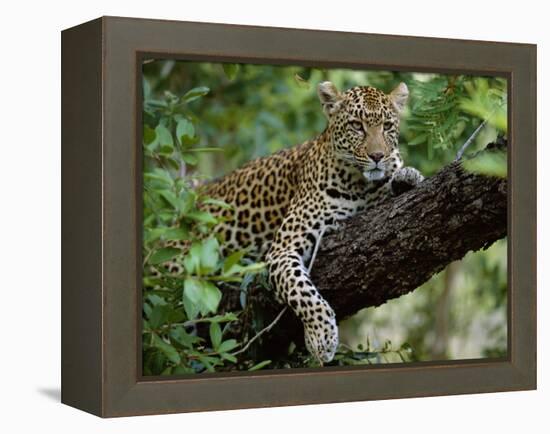 Female Leopard Rests in the Shade, Lying on the Branch of a Tree-John Warburton-lee-Framed Premier Image Canvas