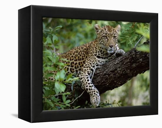 Female Leopard Rests in the Shade, Lying on the Branch of a Tree-John Warburton-lee-Framed Premier Image Canvas