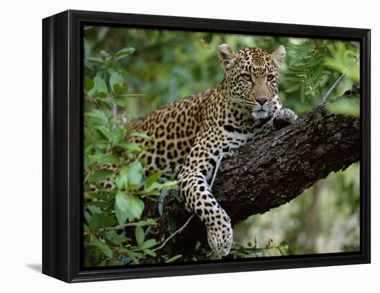 Female Leopard Rests in the Shade, Lying on the Branch of a Tree-John Warburton-lee-Framed Premier Image Canvas