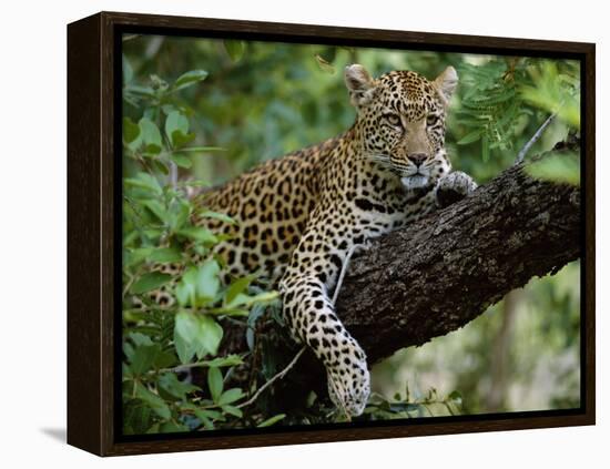 Female Leopard Rests in the Shade, Lying on the Branch of a Tree-John Warburton-lee-Framed Premier Image Canvas