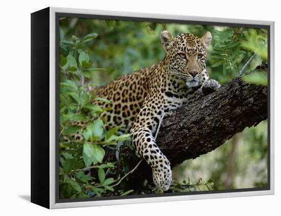 Female Leopard Rests in the Shade, Lying on the Branch of a Tree-John Warburton-lee-Framed Premier Image Canvas