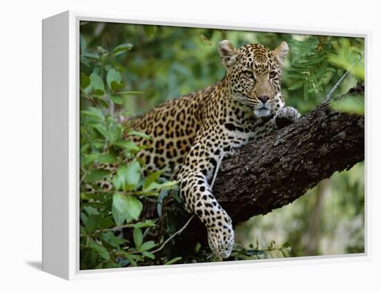 Female Leopard Rests in the Shade, Lying on the Branch of a Tree-John Warburton-lee-Framed Premier Image Canvas