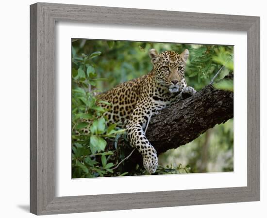 Female Leopard Rests in the Shade, Lying on the Branch of a Tree-John Warburton-lee-Framed Photographic Print