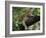 Female Leopard Rests in the Shade, Lying on the Branch of a Tree-John Warburton-lee-Framed Photographic Print