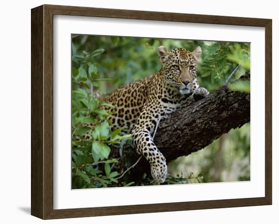 Female Leopard Rests in the Shade, Lying on the Branch of a Tree-John Warburton-lee-Framed Photographic Print