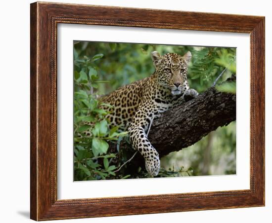 Female Leopard Rests in the Shade, Lying on the Branch of a Tree-John Warburton-lee-Framed Photographic Print