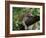 Female Leopard Rests in the Shade, Lying on the Branch of a Tree-John Warburton-lee-Framed Photographic Print