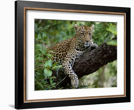 Female Leopard Rests in the Shade, Lying on the Branch of a Tree-John Warburton-lee-Framed Photographic Print