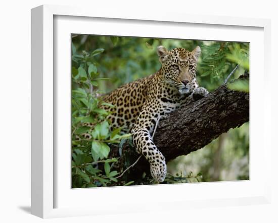 Female Leopard Rests in the Shade, Lying on the Branch of a Tree-John Warburton-lee-Framed Photographic Print