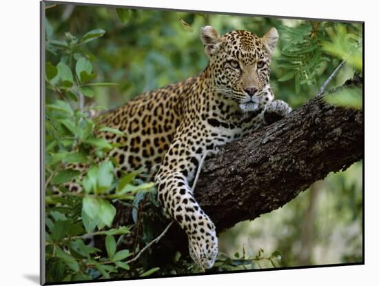 Female Leopard Rests in the Shade, Lying on the Branch of a Tree-John Warburton-lee-Mounted Photographic Print