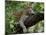 Female Leopard Rests in the Shade, Lying on the Branch of a Tree-John Warburton-lee-Mounted Photographic Print